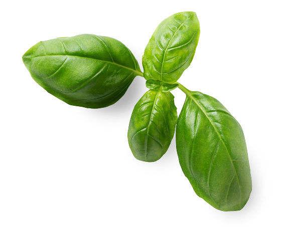 Basil Leaf